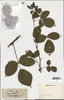 spécimen de Rubus hemistemon