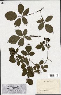 spécimen de Rubus hemistemon