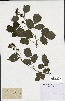 spécimen de Rubus corylifolius