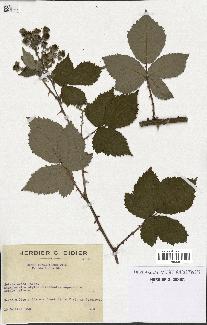 spécimen de Rubus thyrsoideus