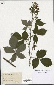 spécimen de Rubus thyrsoideus