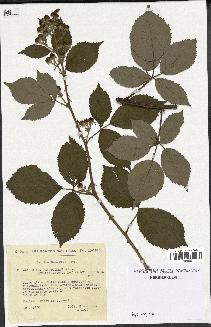 spécimen de Rubus thyrsoideus