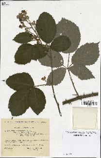 spécimen de Rubus thyrsoideus