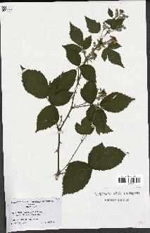 spécimen de Rubus thyrsoideus