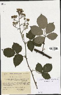 spécimen de Rubus thyrsoideus