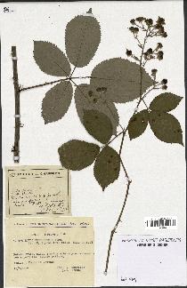 spécimen de Rubus thyrsoideus