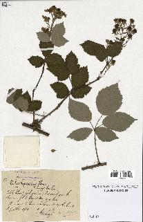 spécimen de Rubus thyrsoideus