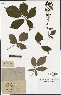 spécimen de Rubus thyrsoideus