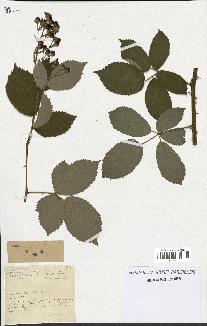 spécimen de Rubus thyrsoideus