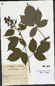 spécimen de Rubus thyrsoideus