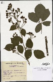 spécimen de Rubus thyrsoideus