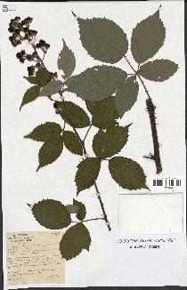 spécimen de Rubus thyrsoideus