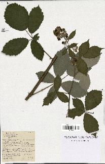 spécimen de Rubus thyrsoideus