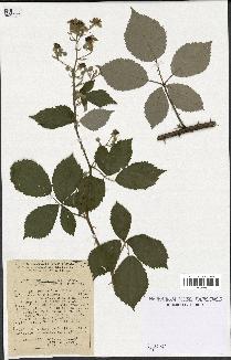 spécimen de Rubus thyrsoideus