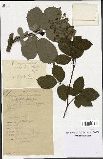 spécimen de Rubus thyrsoideus