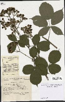 spécimen de Rubus thyrsoideus