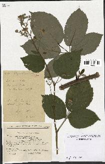 spécimen de Rubus thyrsoideus