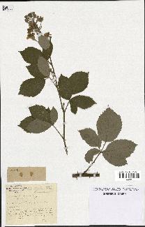 spécimen de Rubus thyrsoideus