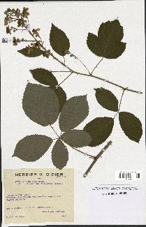 spécimen de Rubus thyrsoideus