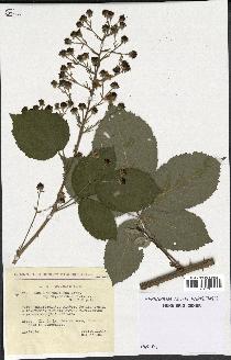 spécimen de Rubus thyrsoideus