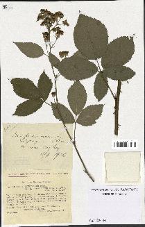 spécimen de Rubus thyrsoideus