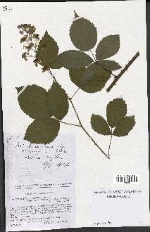 spécimen de Rubus thyrsoideus