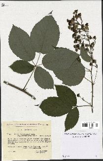 spécimen de Rubus thyrsoideus