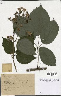 spécimen de Rubus thyrsoideus