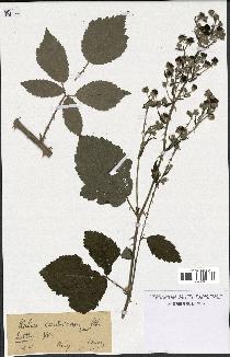 spécimen de Rubus candicans