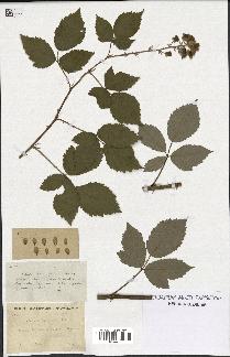 spécimen de Rubus candicans