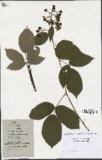 spécimen de Rubus candicans