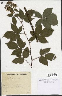 spécimen de Rubus candicans