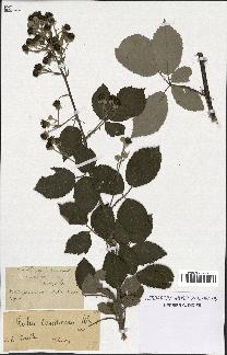 spécimen de Rubus candicans