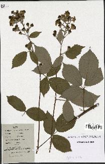 spécimen de Rubus candicans