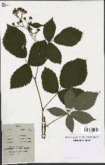 spécimen de Rubus candicans