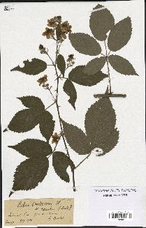 spécimen de Rubus candicans