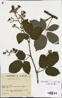 spécimen de Rubus candicans