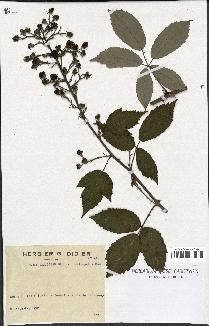 spécimen de Rubus candicans