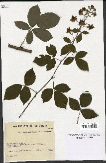 spécimen de Rubus candicans