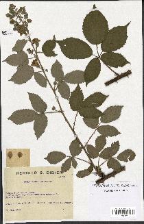 spécimen de Rubus candicans