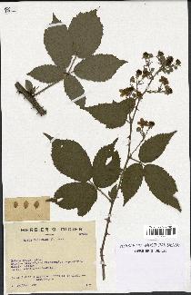 spécimen de Rubus candicans