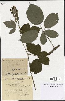 spécimen de Rubus thyrsanthus