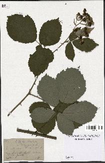 spécimen de Rubus thyrsanthus