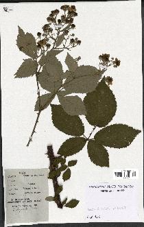 spécimen de Rubus thyrsanthus