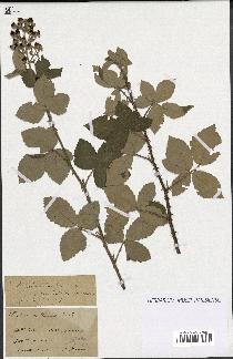 spécimen de Rubus ulmifolius