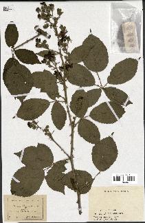 spécimen de Rubus thyrsoideus