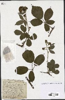 spécimen de Rubus septorum