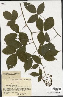 spécimen de Rubus serpens