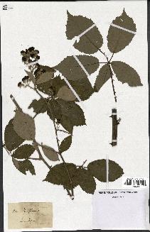 spécimen de Rubus rhamnifolius