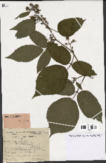 spécimen de Rubus hirtus